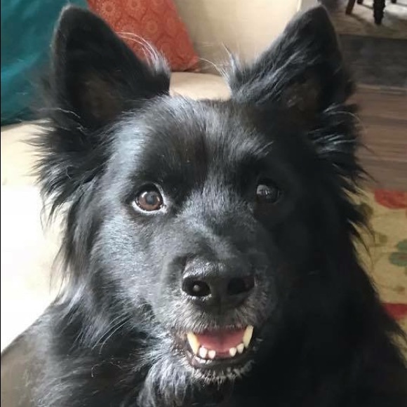 Meet your Posher, Posh - Picture 5 of 6